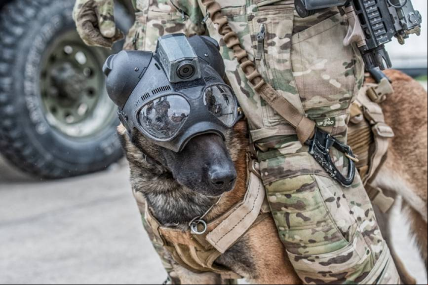 Los perros tampoco faltaron a la cita